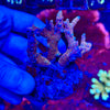 Red Montipora Digitata