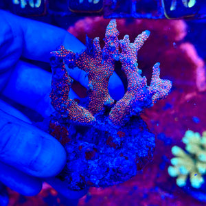 Red Montipora Digitata