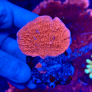Montipora Monasteriata