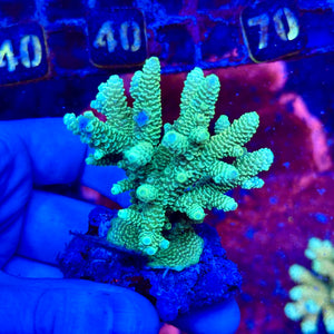 Green Acropora Millepora