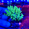 Green Acropora Tenuis