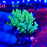 Green Acropora Tenuis