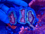Multi Colored Lobophyllia