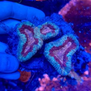 Multi Colored Lobophyllia