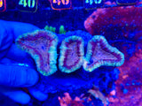 Multi Colored Lobophyllia