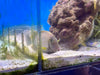 Maculiceps Tang
