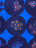 Blow Pops Zoanthids Coral