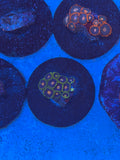 Blow Pops Zoanthids Coral