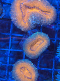 Multicolor Lobophyllia Coral
