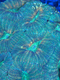 Green Lobophyllia Coral