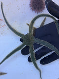 Green Brittle Sea Star