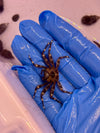 Sally Lightfoot Crab