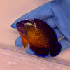 Coral Beauty Angelfish