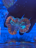 Multicolor Wellsophyllia Coral