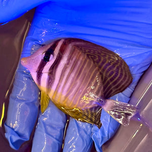 Desjardini Sailfin Tang