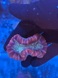 Multicolor Wellsophyllia Coral