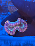 Multicolor Wellsophyllia Coral