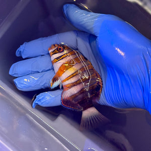 Harlequin Tuskfish