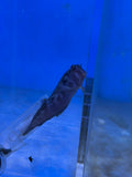 Horseface Blenny