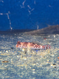 Red Starry Scooter Blenny