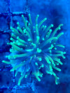 Grade B Green Torch
