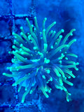 Grade B Green Torch