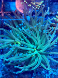Blue Tip Green Torch