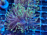 Grade A Green Torch