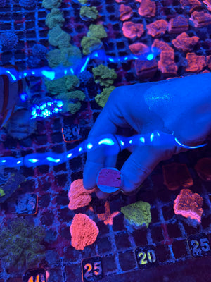 Corraline Algae, Fragged