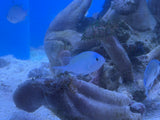 Blue Green Chromis