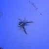 Crinoid Squat Lobster (Allogalathea elegans)