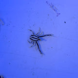 Crinoid Squat Lobster (Allogalathea elegans)