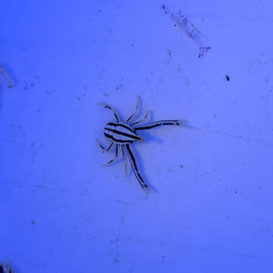 Crinoid Squat Lobster (Allogalathea elegans)