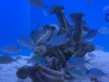Blue Green Chromis
