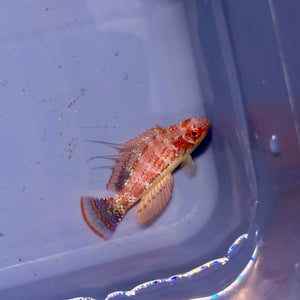 Carpenter’s Flasher Wrasse