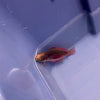 Scott's Greenback Fairy Wrasse, Australia