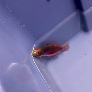 Scott's Greenback Fairy Wrasse, Australia