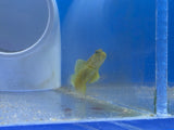 Yellow Watchman Goby