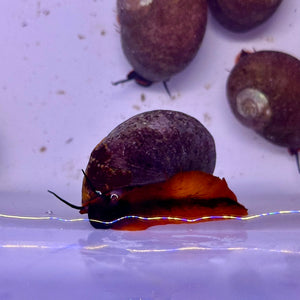 Red Collar Snail