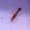 Peppermint Shrimp
