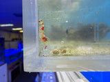 Red Banded Pistol Shrimp