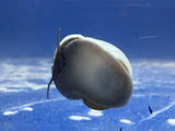 Mystery Snail