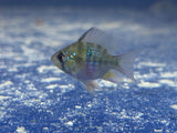 Angel Veil Ram Cichlid