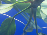 Anubias Gigantea Plant