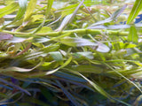 Rotala Araguaia Plant