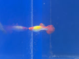 Albino Koi Guppy