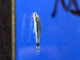 Otocinclus Catfish