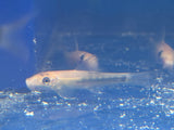 Gold Chinese Algae Eater