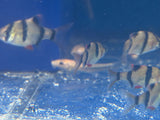 Tiger Barb