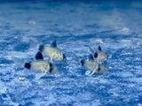 Panda Corydoras